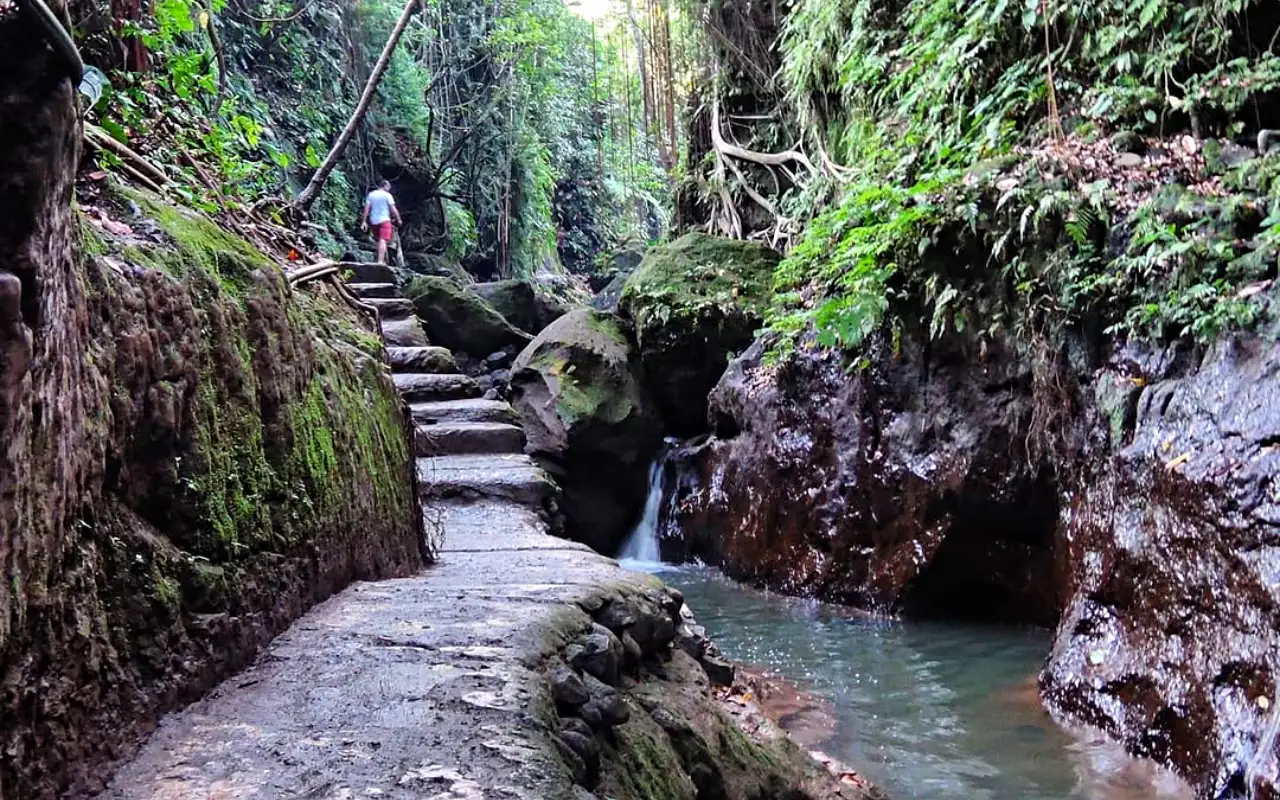 📍Monkey Forest Area - Recommended for Families and nature lovers