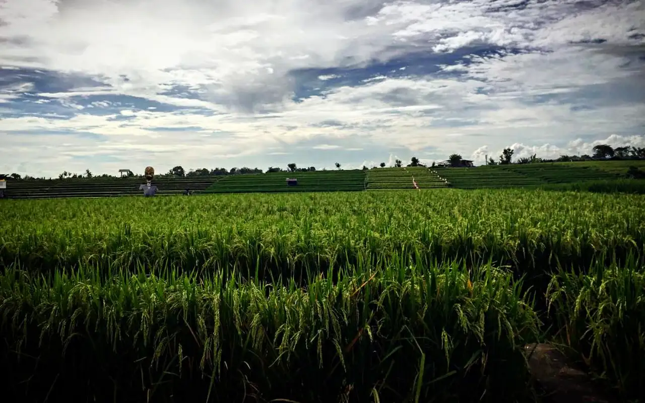 📍Pererenan - Best for Yoga practitioners and peace seekers.